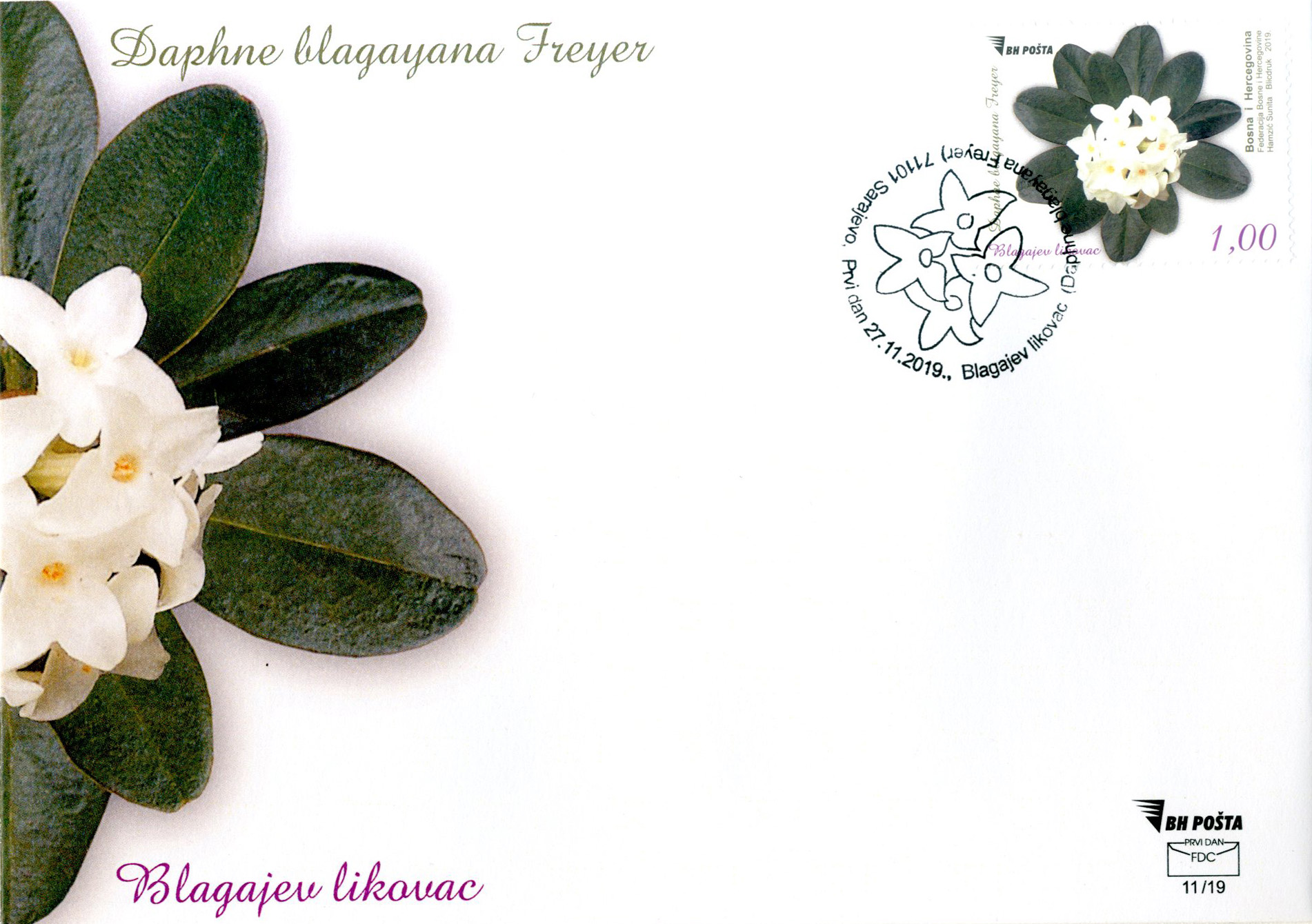 fdc-flora---daphne-blagayana